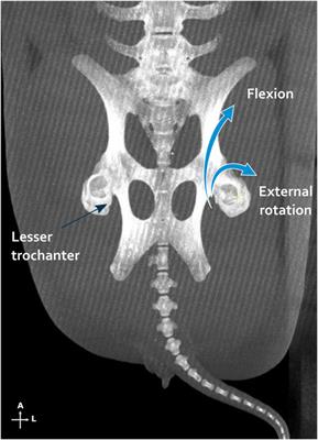 FixThePig: a custom 3D-printed femoral intramedullary nailing for preclinical research applications